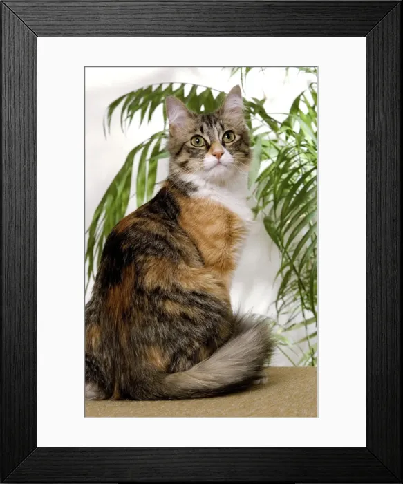 Framed Print : Cat - 7 month kitten Framed Print : Cat - 7 month kitten