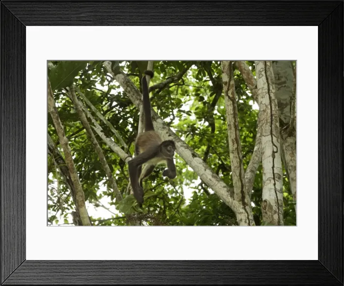 Framed Print : Spider Monkey - hanging by tail. Rainforest - Guatemala Framed Print : Spider Monkey - hanging by tail. Rainforest - Guatemala