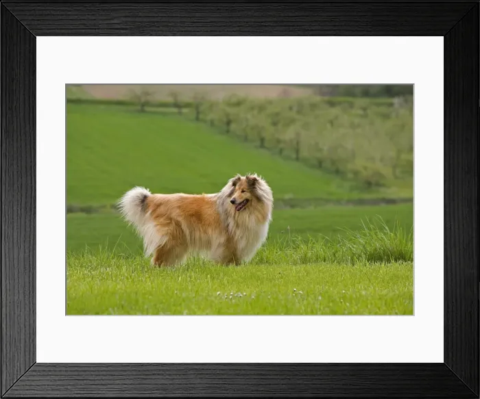 Framed Print : Farm dog - in field