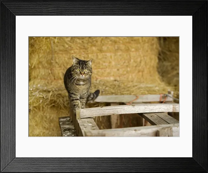 Framed Print : Farm cat - in barn Framed Print : Farm cat - in barn