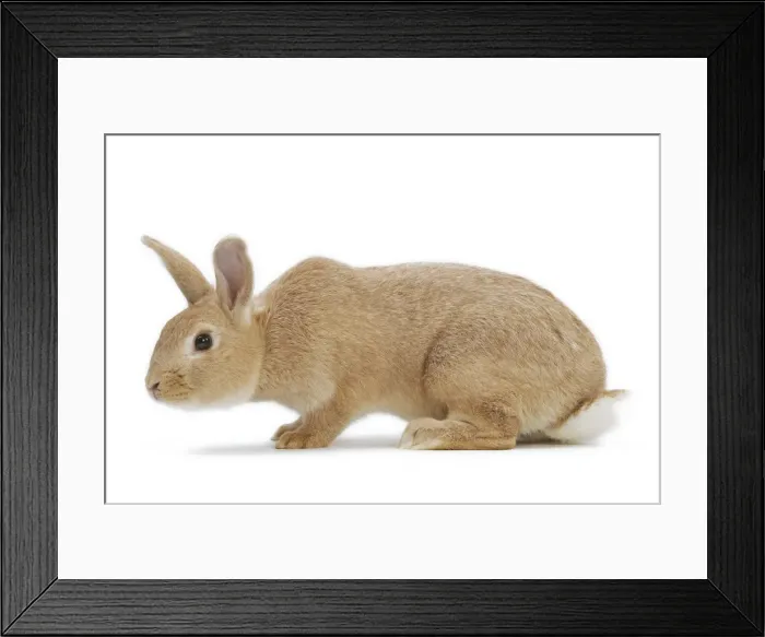 Framed Print : English Domestic Rabbit - argente anglais Framed Print : English Domestic Rabbit - argente anglais
