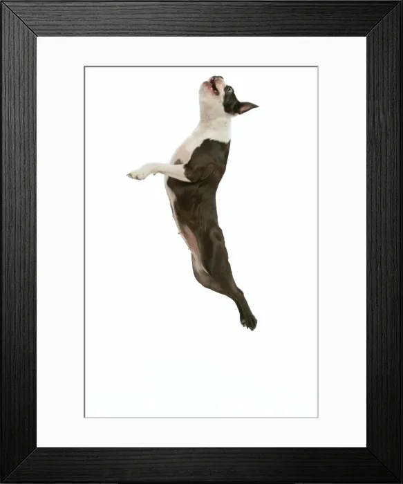Framed Print : Dog - Boston terrier in mid-air - jumping Framed Print : Dog - Boston terrier in mid-air - jumping