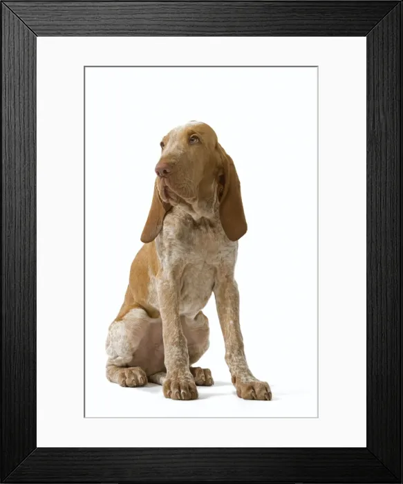 Framed Print : Dog - Italian Pointer - Sitting down Framed Print : Dog - Italian Pointer - Sitting down