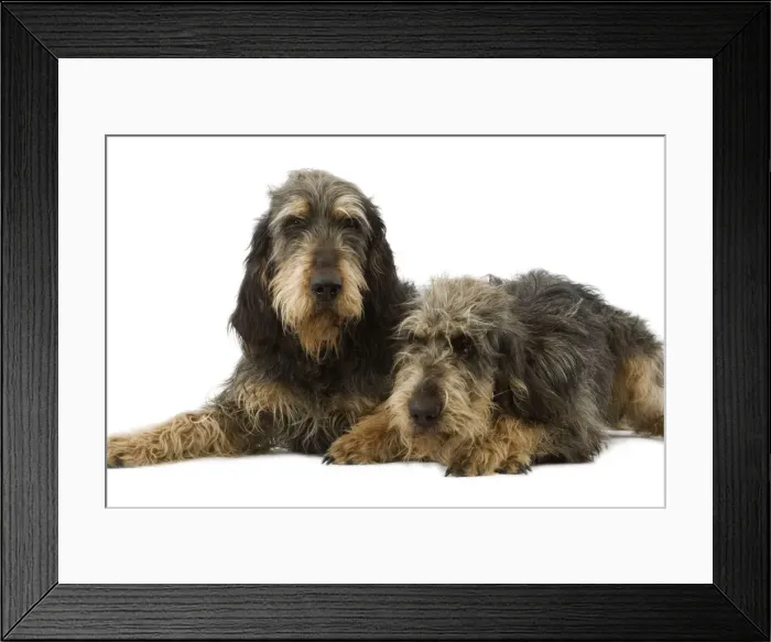 Framed Print : Dogs - Griffon Nivernais - Pair lying down together Framed Print : Dogs - Griffon Nivernais - Pair lying down together