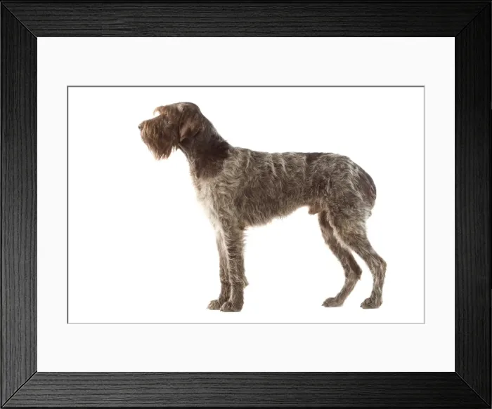 Framed Print : Dog - Griffon Korthals German Wire-haired Pointer - Standing up