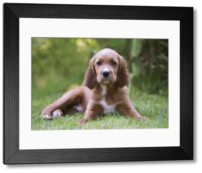 Framed Print : Irish / Red Setter - puppy lying down Framed Print : Irish / Red Setter - puppy lying down