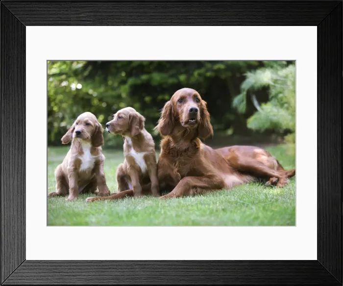 Framed Print : Irish / Red Setter - adult with two puppies Framed Print : Irish / Red Setter - adult with two puppies