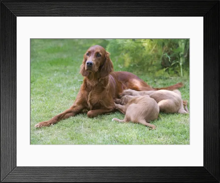 Framed Print : Irish / Red Setter - adult with two puppies suckling Framed Print : Irish / Red Setter - adult with two puppies suckling
