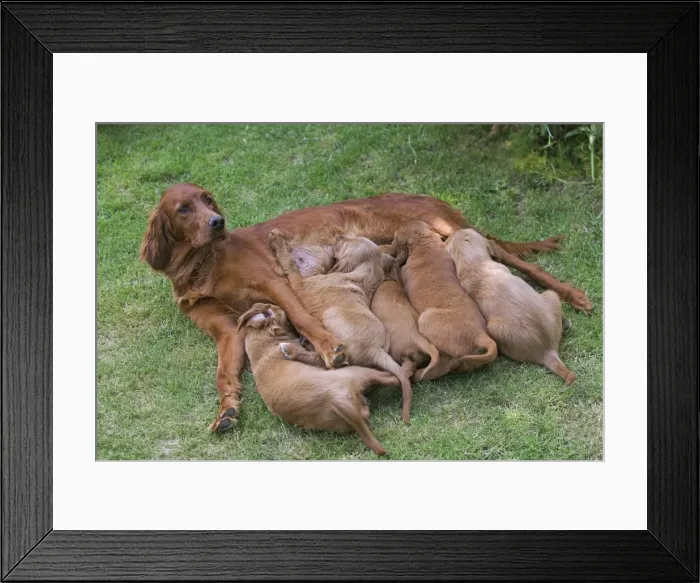 Framed Print : Irish / Red Setter - adult with puppies suckling Framed Print : Irish / Red Setter - adult with puppies suckling