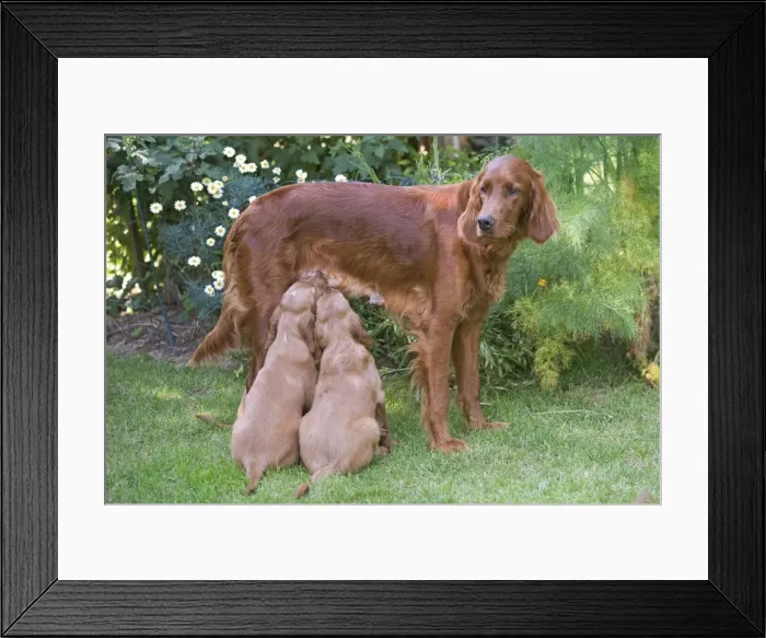 Framed Print : Irish / Red Setter - adult standing with two puppies suckling Framed Print : Irish / Red Setter - adult standing with two puppies suckling