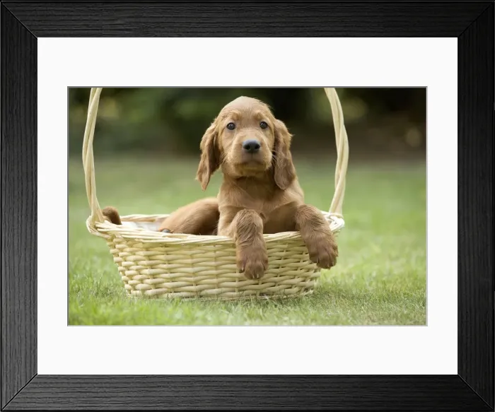 Framed Print : Irish / Red Setter - puppy in basket Framed Print : Irish / Red Setter - puppy in basket
