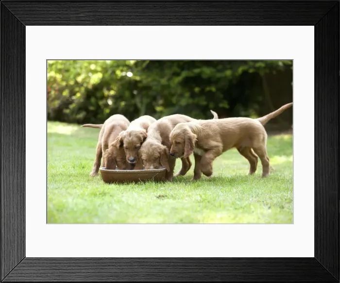 Framed Print : Irish / Red Setter - puppies feeding from bowl Framed Print : Irish / Red Setter - puppies feeding from bowl