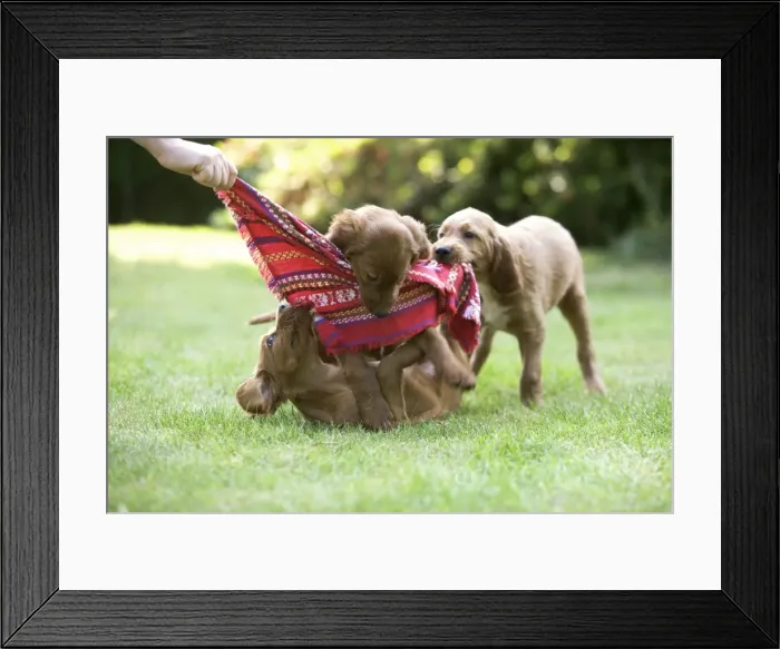 Framed Print : Irish / Red Setter - puppies playing with scarf Framed Print : Irish / Red Setter - puppies playing with scarf