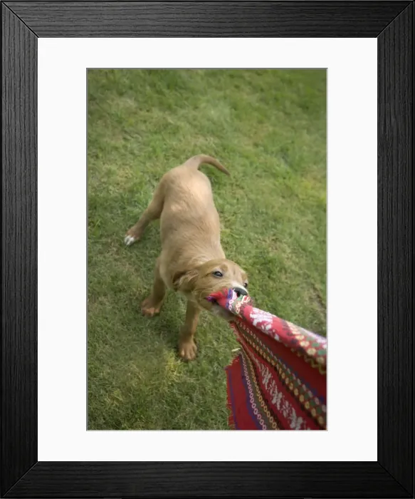 Framed Print : Irish / Red Setter - puppy playing - tugging on scarf Framed Print : Irish / Red Setter - puppy playing - tugging on scarf