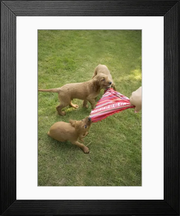 Framed Print : Irish / Red Setter - puppies playing - tugging on scarf Framed Print : Irish / Red Setter - puppies playing - tugging on scarf