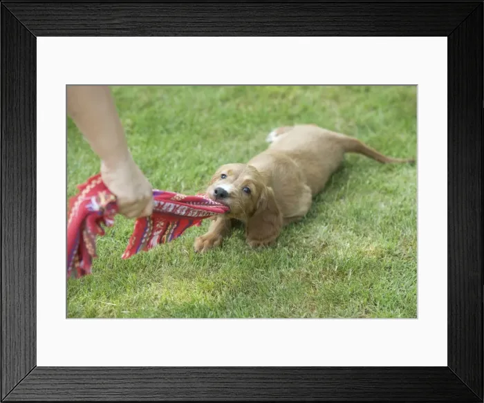 Framed Print : Irish / Red Setter - puppy playing - tugging on scarf Framed Print : Irish / Red Setter - puppy playing - tugging on scarf