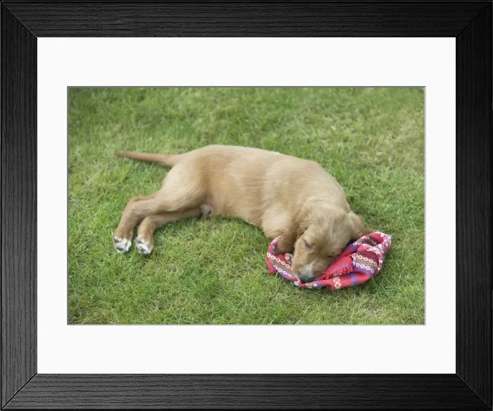 Framed Print : Irish / Red Setter - puppy tired / asleep after playing Framed Print : Irish / Red Setter - puppy tired / asleep after playing