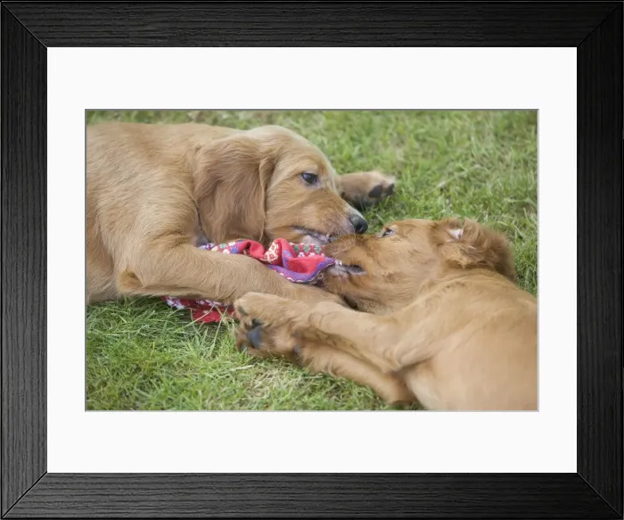 Framed Print : Irish / Red Setter - puppies playing / fighting - tugging on scarf Framed Print : Irish / Red Setter - puppies playing / fighting - tugging on scarf