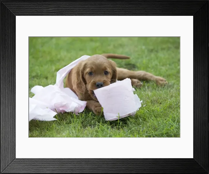 Framed Print : Irish / Red Setter - puppy playing with toilet roll Framed Print : Irish / Red Setter - puppy playing with toilet roll