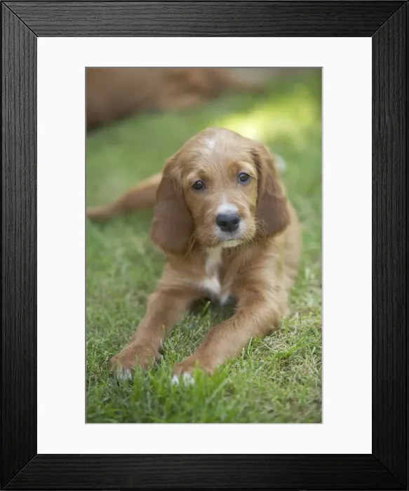 Framed Print : Irish / Red Setter - puppy lying down Framed Print : Irish / Red Setter - puppy lying down