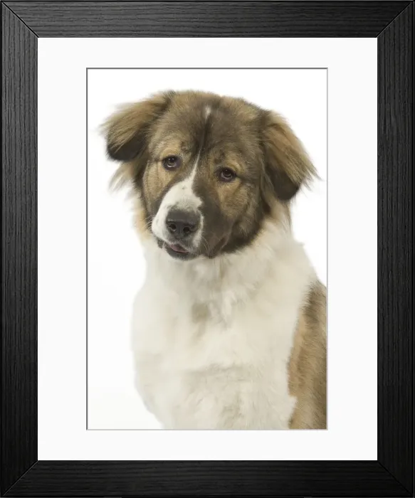 Framed Print : Dog - Berger du Caucase. Also know as Caucasian Shepherd Dog / Mountain dog - in studio Framed Print : Dog - Berger du Caucase. Also know as Caucasian Shepherd Dog / Mountain dog - in studio