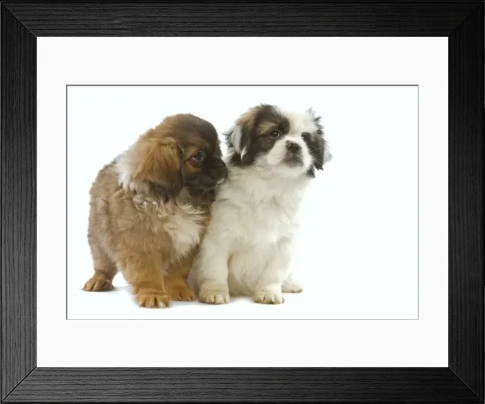 Framed Print : Dog - Tibetan Spaniel - two pupies in studio Framed Print : Dog - Tibetan Spaniel - two pupies in studio