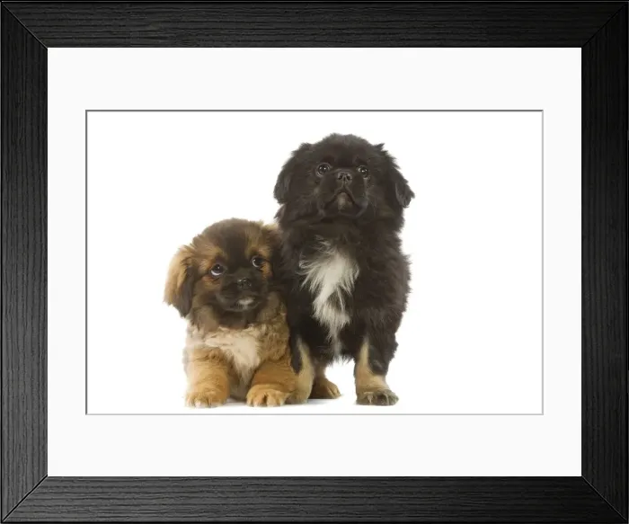 Framed Print : Dog - Tibetan Spaniel - two puppies in studio Framed Print : Dog - Tibetan Spaniel - two puppies in studio