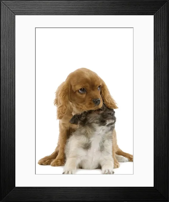 Framed Print : Dog - Tibetan Spaniel & Cavalier King Charles Spaniel - puppies in studio Framed Print : Dog - Tibetan Spaniel & Cavalier King Charles Spaniel - puppies in studio