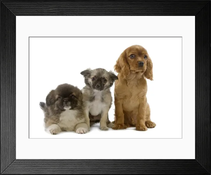 Framed Print : Dog - Tibetan Spaniels & Cavalier King Charles Spaniel - puppies in studio Framed Print : Dog - Tibetan Spaniels & Cavalier King Charles Spaniel - puppies in studio