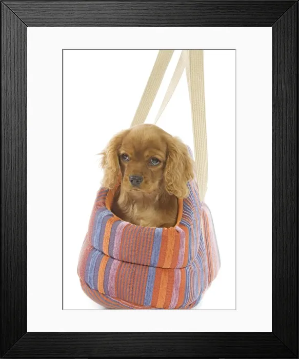 Framed Print : Dog - Cavalier King Charles Spaniel - puppies in dog carrier Framed Print : Dog - Cavalier King Charles Spaniel - puppies in dog carrier