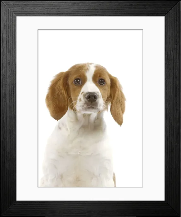 Framed Print : Dog - Breton Spaniel Brittany Spaniel
