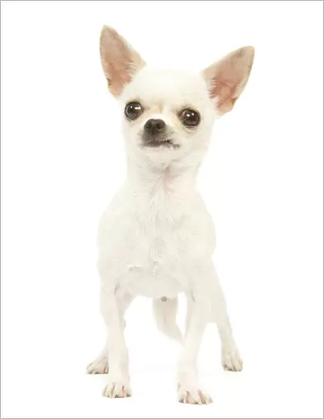 Dog - short-haired chihuahua