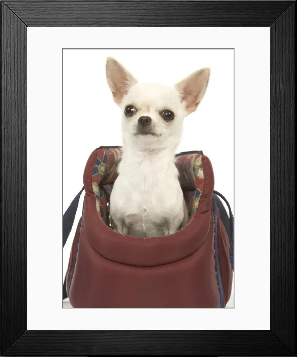 Framed Print : Dog - short-haired chihuahua in dog carrier Framed Print : Dog - short-haired chihuahua in dog carrier