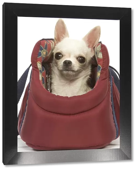 Dog - short-haired chihuahua in dog carrier