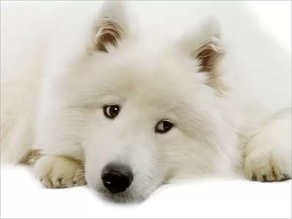 Dog - Samoyed