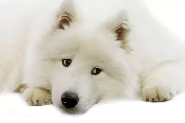 Dog - Samoyed