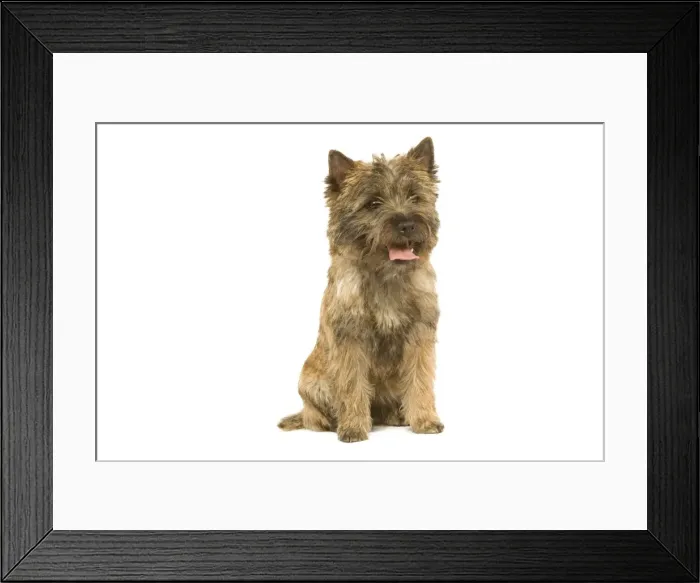 Framed Print : Dog - Cairn Terrier in studio Framed Print : Dog - Cairn Terrier in studio