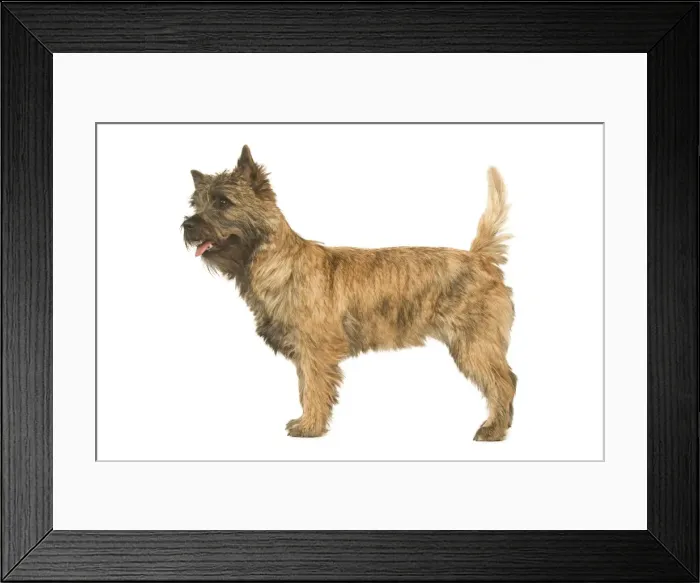 Framed Print : Dog - Cairn Terrier in studio Framed Print : Dog - Cairn Terrier in studio