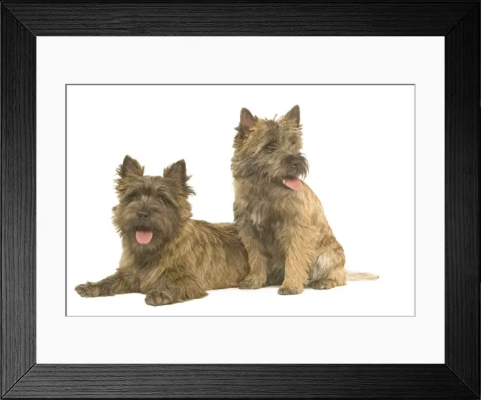 Framed Print : Dog - Cairn Terrier in studio Framed Print : Dog - Cairn Terrier in studio