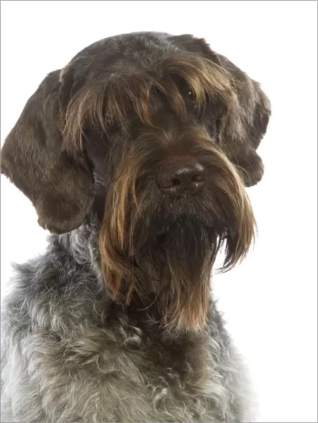 Dog - Korthal  /  German wire-haired pointing Griffon