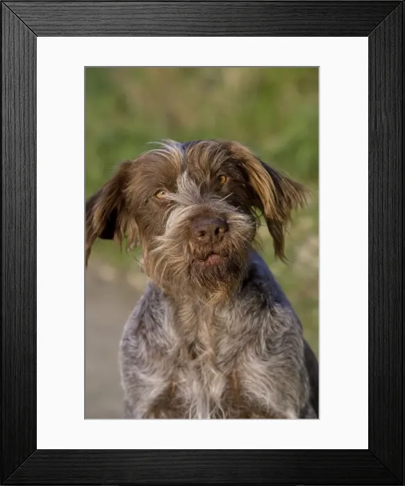 Framed Print : Dog - Korthal / German wire-haired pointing Griffon Framed Print : Dog - Korthal / German wire-haired pointing Griffon