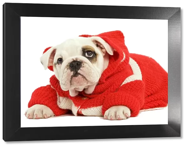 Dog - English Bulldog - wearing red knitted hoodie