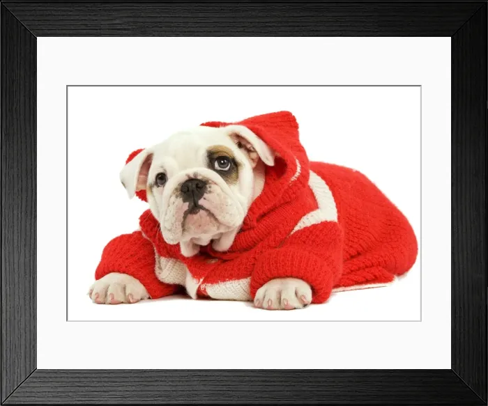 Framed Print : Dog - English Bulldog - wearing red knitted hoodie Framed Print : Dog - English Bulldog - wearing red knitted hoodie