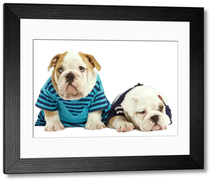 Framed Print : Dog - English Bulldog - wearing blue tops Framed Print : Dog - English Bulldog - wearing blue tops