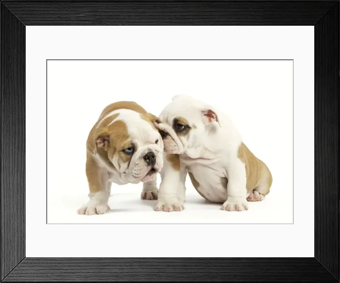 Framed Print : Dog - English Bulldog - one whispering in other's ear Framed Print : Dog - English Bulldog - one whispering in other's ear