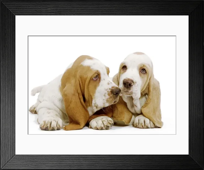 Framed Print : Dog - Basset Hound puppies in studio Framed Print : Dog - Basset Hound puppies in studio