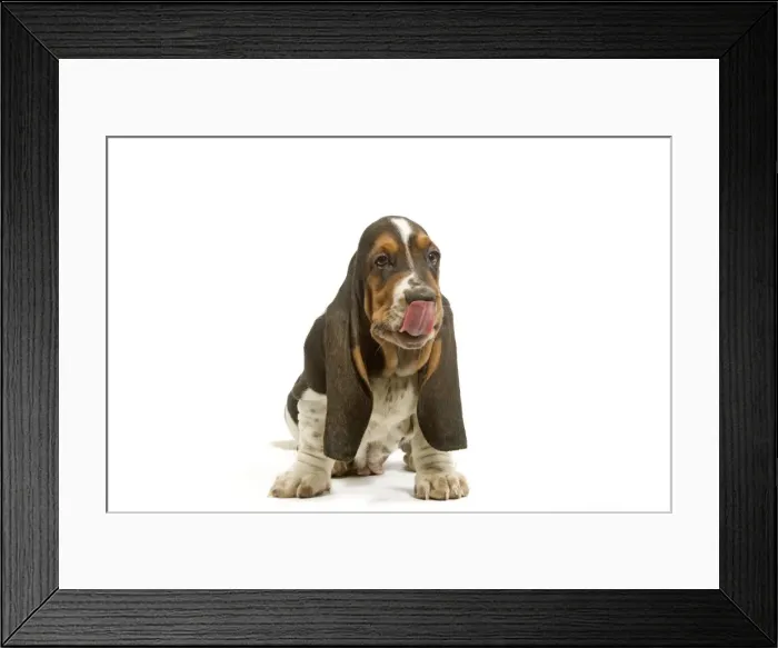 Framed Print : Dog - Basset Hound puppy in studio licking lips