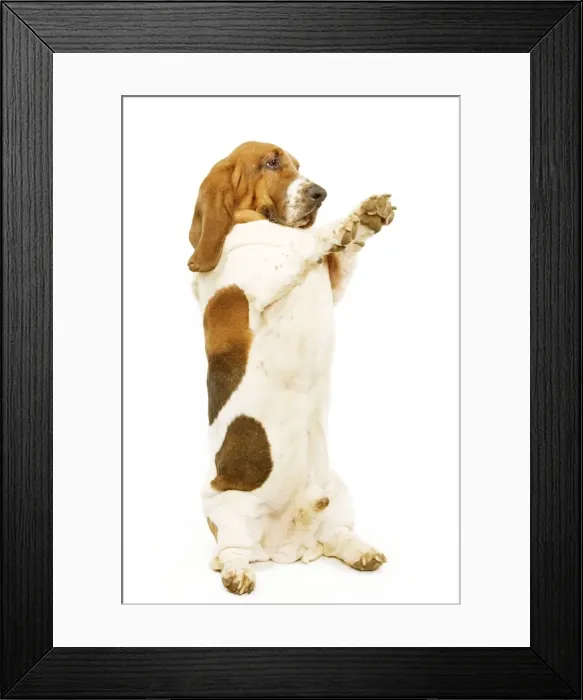 Framed Print : Dog - Basset Hound on hind legs, begging Framed Print : Dog - Basset Hound on hind legs, begging