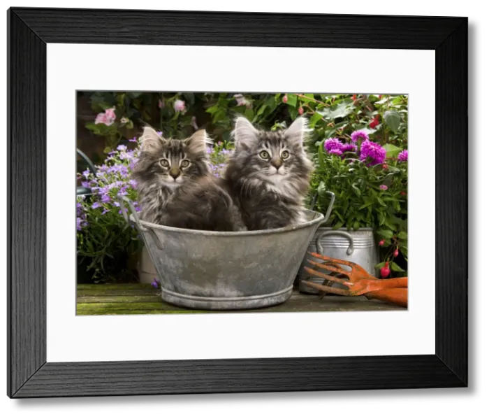 Framed Print : Norwegian Forest Cat - two kittens in tin pail Framed Print : Norwegian Forest Cat - two kittens in tin pail