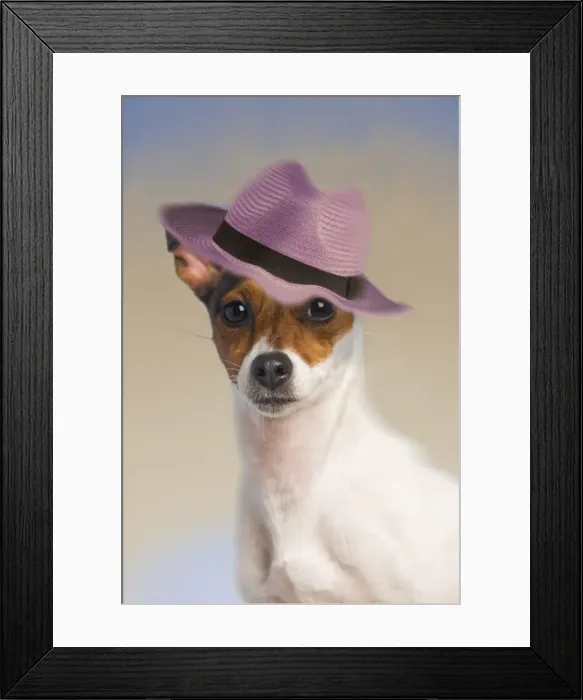 Framed Print : Dog - Jack Russell Terrier wearing pink hat Framed Print : Dog - Jack Russell Terrier wearing pink hat